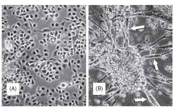 Cell shape change in response to treatment with the insect-molting hormone: (A) untreated cells and (B) cells treated for 2 weeks with 20-hydroxyecdysone. Arrows point to cells that were contracting in the culture.
