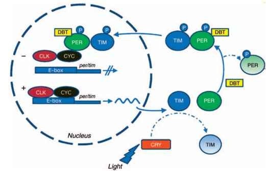 Simplified model of the transcription/translation negative feedback loop of the Drosophila circadian clock. CLK-CYC het-erodimers bind to E-boxes of nuclear DNA and activate transcription of per and tim. As PER protein is produced it is phosphorylated (e.g., by DBT) which leads to its degradation. However, if TIM is present it can bind to, and stabilize, phosphorylated PER, which remains bound to DBT. The Tim-Per-Dbt complexes are further phosphorylated which promotes their transport into the nucleus. These complexes then bind to CLK-CYC, inhibiting per and tim transcription. As PER and TIM levels decline (degradation not shown), the inhibition is removed and the cycle begins again. Phase shifts and entrainment by light occur through a pathway in which activation of CRY by light leads to TIM degradation. Solid lines with arrow, sequential steps in the feedback loop; blocked line, inhibitory interaction; wavy line, per and tim mRNA; dashed lines, degradation; P, protein phosphorylation (after Hardin, 2005).