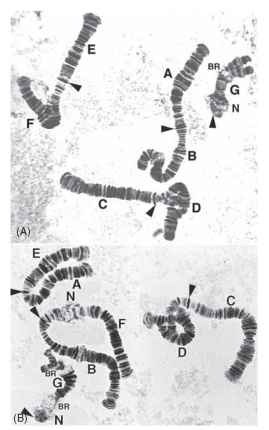 Polytene chromosomes in the salivary glands of the larvae of two species of chironomid midge. Orcein-stained squash preparations. (A) From the North American species Chironomus decorus, species b; (B) From the Australian species C. oppositus. For both species, labels A-F indicate arms of metacentric chromosomes, with arrowheads indicating the centromeres. The acrocentric chromosome G shows some breakdown of somatic pairing at the distal end in both species. Chromosomes AB and EF in C. decorus b have undergone whole-arm exchanges to form AE and BF chromosomes in C. opposi-tus. N and BR indicate nucleoli and Balbiani rings, respectively. Loop pairing, resulting from heterozygosity for paracentric inversions, can be seen in arms D and F in C. decorus b and in arm D in C. oppositus (Images kindly supplied by Dr. Jon Martin, University of Melbourne).
