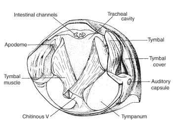 Transverse section of male abdomen of Tamasa tristigma at the first abdominal segment with the thorax removed. Exposed are the large tymbal muscles anchored basally to a chitinous V and attached dorsally via an apodeme to the sound-producing tymbals. Sound received by the tympana is transferred to the auditory capsules.
