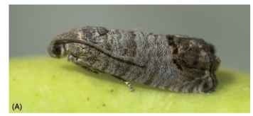 Codling moth (Cydia pomonella). 