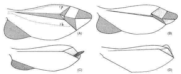 Paper model of right wing of Cantharis sp. arranged to demonstrate wing folding. Cross-hatched areas face ventrally in fully folded wing. In the extended wing (A) the principal veins—radius (r) and cubitus (c)—are apart by muscular action from the wing base. When this action ceases, the wing apex automatically folds (B, C) until wing is fully folded (D). 