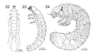 Beetle larvae. (22) Berosus metalliceps(Hydrophilidae), dorsal view. 