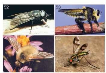 (52) Adult horse fly (Tabanidae). (Photograph by R. W. Merritt.) (53) Adult robber fly (Asilidae). (54) Adult bee fly (Bombyliidae). (55) Adult long-legged fly (Dolichopodidae).