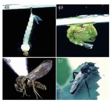 (48) Larva of mosquito (Culicidae: Aedes aegypti). (49) Pupa of mosquito (Culicidae: Anopheles quadrimacu-latus).  (50) Adult Ceratopogonidae. (51) Adult march fly (Bibionidae).