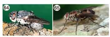 (64) Adult rodent bot fly (Oestridae: Cuterebra jellisoni) (65) Adult of Tachinidae.