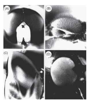 Eyes in which facet size reflects local resolution. Paradoxically, large facets produce high resolution. (A) Syritta (syr-phid male), (B) Dilophus (bibionid male), (C) Aeshna (dragonfly), (D) Hilara (empid fly). See text. 