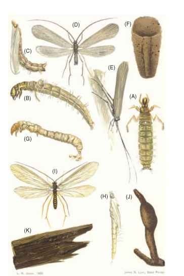 Trichoptera (Caddisflies) (Insects)