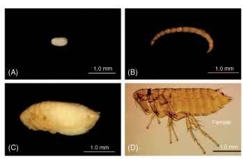 Life stages of a flea: (A) egg, (B) larva, (C) pupa, and (D) adult (a female is shown).