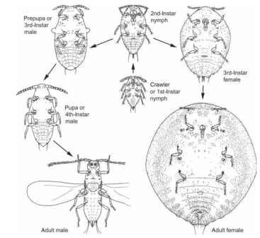  The life cycle of the Australian Acacia-feeding mealybug Melanococcus albizziae (Coccoidea: Pseudococcidae). 