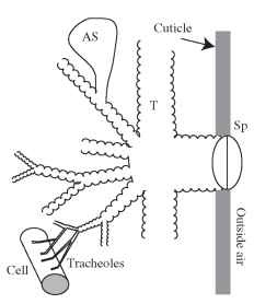 An overview of the tracheal system. Spiracles (Sp) in the integument connect to tracheae (T), which branch repeatedly within the insect, eventually leading to the tracheoles, which are located near most cells. In some insects, soft, collapsible air sacs (AS) occur.