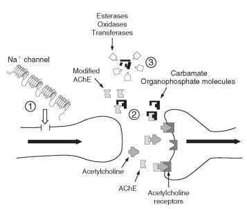 Schematic diagram of a nerve synapse showing examples of insecticide resistance mechanisms: (1) changes in the structure of the sodium channel confer kdr or super-kdr target-site resistance to pyrethroids; (2) modified AChE is no longer bound by organophosphates and remains available to break down acetylcholine molecules after neurotransmission across the synapse; (3) detoxifying enzymes degrade or sequester insecticides before they reach their targets in the nervous system