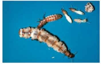 formosan subterranean termite