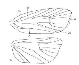 Wing venation of a heteroneurous moth (Tortricidae). Abbreviations as in Fig. 5 .