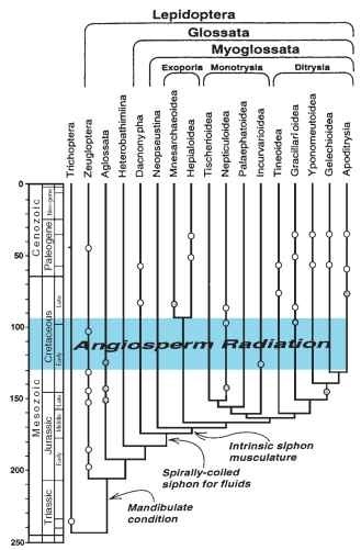 Phylogenetic hypothesis of major lepidopteran lineages superimposed on the geologic time scale, with fossil occurrences indicated. Open dots, reliable identifications; shaded dots, questionable assignments. Angiosperm radiation spans 130-95 mya from the earliest recognized occurrence of pollen to the time when angiosperms became the dominant vegetation.