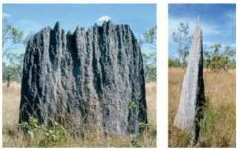 Giant (2.3-m high) mound of the Australian "magnetic" termite Amitermes meridionalis.  On the left is the east—west aspect and on the right the north— south aspect.