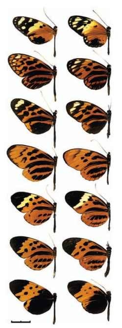 Polymorphic Mullerian mimicry. The Amazonian butterfly H. numata (Nymphalidae: Heliconiinae—right column) is a Mu-lerian mimic in a variety of tiger-pattern mimicry rings. Each population (here around the city of Tarapoto in Eastern Peru) is polymorphic and up to seven forms may coexist, each being an exceptionally accurate mimic of species in the genus Melinaea (Nymphalidae: Ithomiinae—left column). Spatial variation in selection pressure is probably what maintains the polymorphism, by a balance between local selection for mimicry of the commonest Melinaea species and movement of individuals (gene flow) between neighboring localities selected=