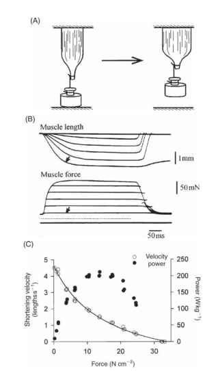  Relationships between muscle force, shortening velocity, and power output. (A) Elements of a method used to determine the relationship between force and shortening velocity. The muscle is attached to a load that is supported from below. When stimulated the muscle develops force without shortening until the force equals that of the load, following which the muscle shortens under constant load. (B) Results from an experiment examining force-velocity relations using a tettigoniid wing muscle. The lowest trace indicates the times at which the muscle was stimulated. The force trace marked by an arrow is the contraction with the smallest load of the series; the corresponding shortening trace, which has the shortest latency and the highest initial velocity, is similarly marked. (C) Force-velocity plot and a corresponding plot of power output for a wing muscle of the locust Schistocerca americana, 30°C. 