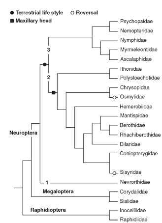 One of several cladograms depicting the phyloge-netic relationships within Neuropterida (modified from Haring and Aspock, 2004). Note the sister relationship between Neuroptera and Megaloptera, the separation of three neuropteran suborders, and the relationships of the families within the suborders. (1) Nevrorthiformia; (2) Hemerobiiformia; (3) Myrmeleontiformia. The black circle indicates the evolution of a terrestrial life style; the open circle indicates the evolutionary reversal from a terrestrial life style to an aquatic or semiaquatic one. A "maxillary" larval head is the major apomorphy that typifies the Hemerobiiformia.