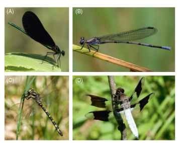Examples of Zygoptera: (A) Calopteryx maculata and (B) Argia tonto. Examples of Anisoptera: (C) Cordulegaster maculata and (D) Plathemis lydia.