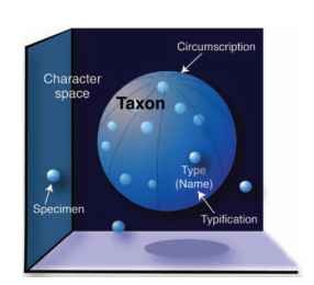 Circumscription and typification. Axes represent characters; small spheres represent specimens plotted against those axes; the large sphere represents the circumscription of a taxon; one specimen sphere is a type and its location determines the name for the taxon.
