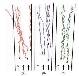 Courses (viewed from above) of blowfly (Lucilia) larvae crawling away from a light source (arrows depict direction of horizontal rays of light). The three individual larvae recorded are denoted "A" through "C" in different colors, and the tracks taken in repeated trials are indicated by numbers. Individuals in "A" and "B" seemed to deviate to the left in some trials and to the right in others. The track of larva "C" is represented in more detail than in the other tracks, showing alternating right and left movements of the head. Although J. Loeb stated that larvae "move as though they were impaled on a ray of light which passed through their medial plane," the larvae clearly have some variability in their paths. Based on the detailed head movements of the track of larva "C," larvae seem to orient by transverse klinokinesis