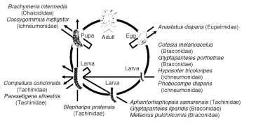 The parasitoid assemblage associated with the gypsy moth (Lymantria dispar) as it passes through its life cycle in Eurasia. Arrows indicate the host stages attached and killed by the six different guilds of parasitoid species.