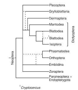 Cladogram depicting relationships among, and inferred classification of, orders of the Polyneoptera (Neoptera). Dashed lines indicate uncertainty in relationships. Mantophasmatodea not included.
