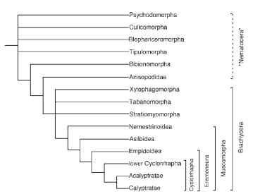 Cladogram depicting relationships among, and inferred classification of, Diptera. Dashed line indicates paraphyly in classification.