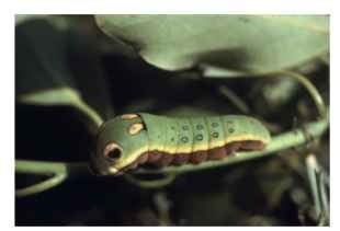 Larva of Papilio troilus, a swallowtail butterfly that specializes on only 1-2 species of the Lauraceae plant family, has the highest feeding efficiency and fastest growth rates of any Lepidopteran tree feeder known (including several other specialized species; Scriber, 2005). This species grows at two to three times the efficiency and two to five times the rate of the generalist sister species, P. glaucus on the same spicebush (Lindera benzoin) leaves. This species, therefore, provides strong support for the " feeding specialization/physiological efficiency hypothesis," and may exemplify the expected ecological/evolutionary "trade-offs" for specialists; it lacks the cytochrome P-450 furanocoumarin genes for metabolizing Rutaceae and other families used by the P. glaucus species group (Lauraceae lack furanocoumarins). Whether or not this inability represents an evolutionary loss for the specialized P. troilus, this species is chemically constrained (oviposition preference and larval performance); currently unable to feed on plants in any other family tested in North America and Australia, and unwilling to oviposit on anything but a few Lauraceae hosts (Scriber, 2005).