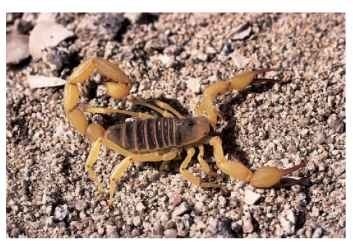 A giant hairy scorpion (Hadrurus concolorous) in alert posture. Notice the pedipalps positioned forward with their chelae open. The metasoma is in flexed position, ready to strike. The body is balanced over and supported by the walking legs.