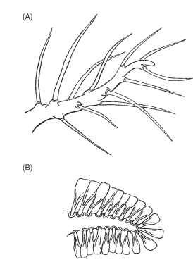 Lateral scoli on abdomen of neuropteran larvae. (A) Osmylops sp. (Nymphidae), (B) unidentified ascalaphid. Scale line, 1.0 mm.