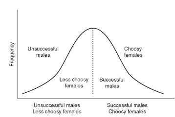 Differential sexual selection model, which shows that matings between less choosy females and successful males generate the entire range of mating types in each successive generation.