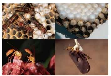 Wasps. Clockwise from upper left: Polistes exclamans, larvae and capped pupae of Vespa mandarinia, Vespula maculifrons workers stinging a leather target—note the loss of the sting apparatus (sting autotomy) in the leather, Agelaia myrmecophila carving "meatballs" from a dead mammal.