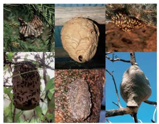 Wasp nests. Clockwise from upper left: Polistes snelleni, Vespa simillima, Apoica pallens—note aposematic color and alignment of abdomens of adults on nest, Parachartergus fraternus, cryptic nest of Metapolybia aztecoides attached to a Bursera simaruba tree trunk, Polybia simillima—workers are in the defensive attack position on nest. 