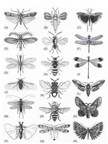 The variety of insect wings. The wing spans extend over two orders of magnitude, from ca. 1 mm in the thrips (B) to 100 mm in the damselfly (I). (A) Caddis (Trichoptera), Limnophilus rhombicus. (B) Thrips (Thysanoptera), Liothrips oleae. (C) Grasshopper (Orthoptera), Dissosteira carolina. (D) Male coccid (Homoptera), Icerya ppurchasi. (E) Parasitoid wasp (Hymenoptera), Coccophagus tschirchii. (F) Dragonfly (Odonata), Libellula quadrimaculata. (G) Snake fly (Megaloptera), Raphidia adanata. (H) Wasp (Hymenoptera), Celonites abbreviatus. (I) Damselfly (Odonata), Megaloprepus coerulatus. (J) Aphid (Homoptera), Eriosoma lanigerum. (K) Perilampid wasp (Hymenoptera), Perilampus chrysopae. (L) Hawk moth (Lepidoptera), Hyloicus ligustri. (M) Mantis (Mantodea), Mantoida brunneriana. (N) Hover fly (Diptera) Lathyrophthalmus quibquelineatus. (O) Lasiocampid moth (Lepidoptera), Gastropacha quercifolia. (P) Male stylopid (Strepsiptera), Eoxeonos laboulbenei. (Q) Scorpionfly (Mecoptera), Panorpa communis. (R) Plume moth (Lepidoptera), Orneodes cymodactyla. 