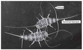 Male (above) and female of Thermobia domestica during premating (passing-by behavior), vertical view. In this phase the antennae and the cerci are in contact; body length about 12 mm.