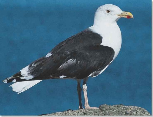 Great Black-backed Gull (Birds)