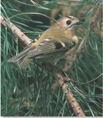A High flier Goldcrests spend their lives in the forest canopy.