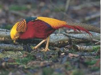 A picking a winner The pheasant picks through low growth and leaf litter in search of fresh shoots and invertebrates.
