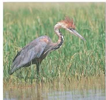 A Marshland The Goliath heron occurs in a variety of habitats, such as marshes.
