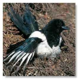 Sun worshipper The magpie, like other birds, sunbathes, using the natural warmth to help "iron out" kinks in its feathers.