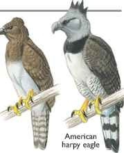 New Guinea harpy eagle & American harpy eagle