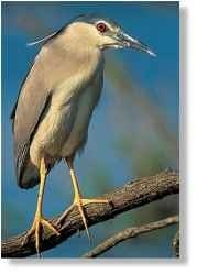 A Best of both worlds The night heron is at home in cool or warm areas.