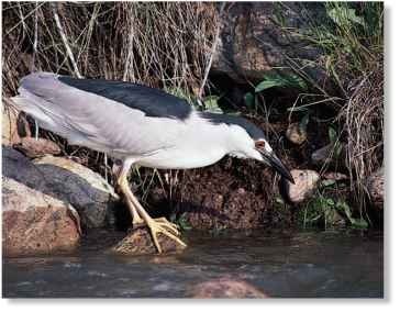  River raider This Kenyan waterway is a night heron habitat.