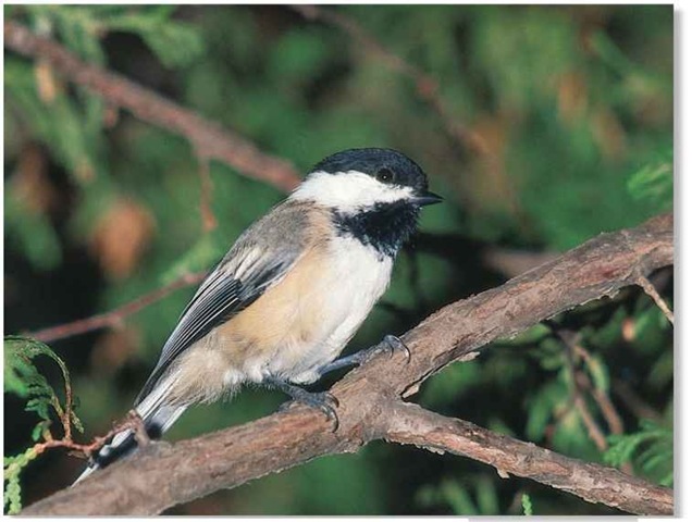 black capped chickadee birds black capped chickadee birds