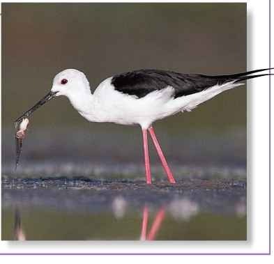 As the afternoon approaches, the hungry black-winged stilt will join others in the endless search for elusive prey.