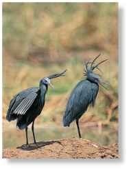 A Mates for life Like most herons, the black egret forms monogamous pair bonds.