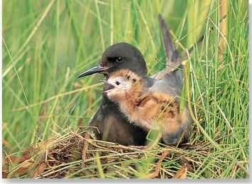  Nuzzling nestling A protective mother and her chick rest in the reeds.