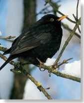 A Winter warmer A blackbird fluffs its plumage to keep cold out.